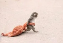 Ini Alasan Ilmiah Mengapa Induk Hewan Menolak Anaknya