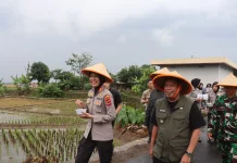 Kapolres Majalengka dan Bupati Tanam Jagung Serentak 2026