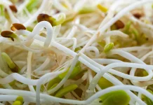 Tauge: Kecambah Kecil dengan Manfaat Besar bagi Kesehatan