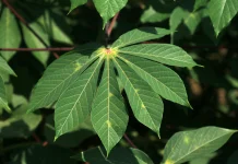 Daun Singkong: Sayuran Tradisional Kaya Nutrisi untuk Energi dan Kesehatan