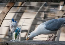Mengapa Burung Camar Sering Mencuri Makanan Orang?
