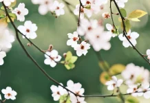 Enam Rahasia Orang Jepang Keluar dari Anxiety