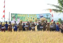 Panen 20 Ribu Hektare, Kuningan Lampaui 78 Persen