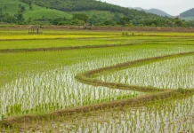 Stok Pupuk Aman, Petani Siap Hadapi Musim Tanam Kedua