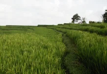 Petani Diimbau Hemat Air dan Gunakan Varietas Tahan Kering