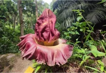 Bunga Bangkai Raksasa “Amorphophallus Titanum” Mekar di Sumatera Barat