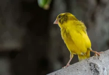 Inilah 5 Penyebab Burung Kenari Kurus
