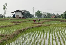 Ancaman Kemarau Lebih Awal, Petani Majalengka Diminta Percepat Musim Tanam