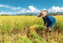 Awal Tahun 2026, Panen Majalengka Tembus 204 Ribu Ton Gabah