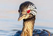 Burung Pimpollo Viral karena Mata Mirip “Sharingan”