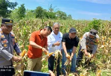 Baharkam Polri Panen Raya Jagung, Perkuat Ketahanan Pangan