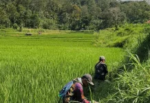 Membasmi Hama Tikus, 15 Hektare Sawah di Kuningan Diselamatkan