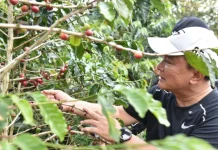 Panen Bersama di Darma, Bupati Targetkan Kopi Kuningan Go Internasional