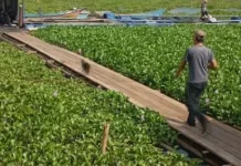 Eceng Gondok Waduk Darma Cemari Cisanggarung, Perlu Penanganan Terpadu