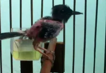 Penyebab Bulu Burung Mengalami Kerontokan