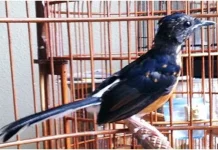 Pantangan dan Perawatan Benar saat Burung Sedang Mabung