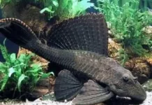 Mengenal Bahaya Konsumsi Ikan Sapu Sapu Bagi Kesehatan