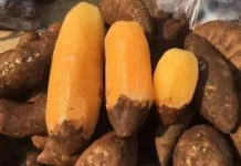 Mengenal Ubi Yakon Si Daun Insulin Kaya Manfaat