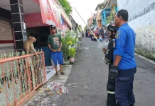 Beruk Lepas dari Kandang, Menyerang Pedagang di Kalimanggis