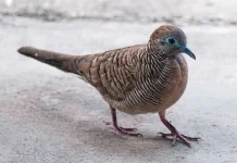 Kenali 7 Ciri Burung Perkutut Sedang Sakit