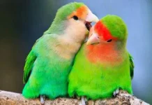 Inilah Tanda-Tanda Burung Lovebird Sudah Berjodoh