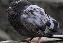 Mengenal Gangguan Kesehatan Umum pada Burung Merpati