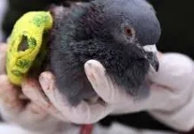 Lima Langkah Efektif Mengobati Burung Merpati yang Sakit