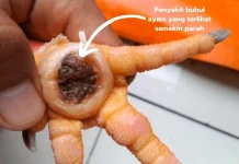 Cara Mengobati Penyakit Bubul pada Ayam