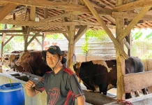Peternak di Cirebon Antisipasi PMK dengan Vaksinasi dan Perawatan Intensif