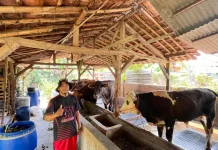 Permintaan Hewan Kurban di Cirebon Meningkat Dinamis jelang Iduladha
