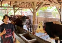 Peternak Pastikan Sapi Kurban Sehat, Cukup Umur, dan Layak Disembelih