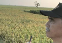 Panen Musim Tanam Pertama Dimulai di Sejumlah Wilayah Cirebon
