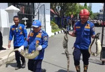 Damkar Indramayu Amankan Tiga Biawak usai Aksi KOMPI
