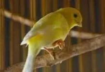 Cara Efektif Mengobati Gigitan Nyamuk pada Burung Kicau