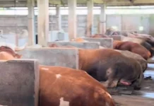 Peternakan Lembu Muda Doa Ibu Tegal Gubug Makin Dilirik