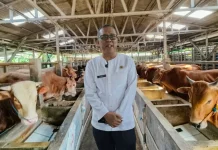 Pemkab Cirebon Lakukan Pemeriksaan Hewan Kurban jelang Iduladha