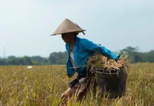 Petani dan UMKM Lokal Kuningan Mulai Rasakan Manfaat Program MBG