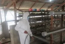 Lima Langkah Sanitasi Kandang Ayam Cegah Wabah Penyakit