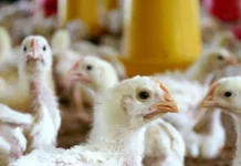 Manfaat Jamu Herbal untuk Melejitkan Performa Ayam Broiler