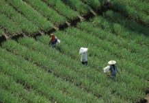 Diskatan Kuningan Dorong Warga Tanam Pangan Melalui Taman Masagi