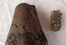Fosil Stegodon Ditemukan di Majalengka