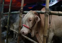 DKP3 Kota Cirebon Pastikan Hewan Kurban Memenuhi Standar ASUH