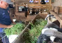 IPDA Endri Anggota Satlantas Majalengka Sukses Kembangkan Bisnis Domba Kurban