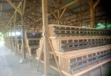Program Ketahanan Pangan di Desa Wanakaya Mangkrak