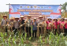 Panen Raya Jagung Serentak di Waled, Polres Cirebon Kota Dukung Ketahanan Pangan