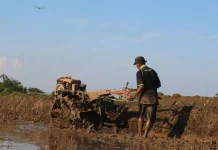Petani Kota Cirebon Harapkan Koperasi Bantu Distribusi dan Pemasaran Panen