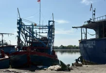 Cumi-Cumi Kejawanan Jadi Komoditas Unggulan Perikanan Kota Cirebon
