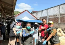 H-7 Iduladha, Diskanak Kuningan Bagikan 10 Ribu Kalung Sehat Hewan Kurban