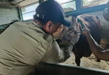 DKP3 Majalengka Kerahkan Puluhan Petugas Periksa Hewan Kurban