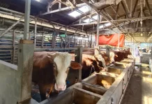 Dinas Pertanian Kabupaten Cirebon Imbau Warga Selektif Memilih Hewan Kurban